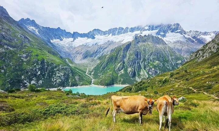 Full-Day Hiking Swiss Alps and Lake Lucerne with Pick-up 