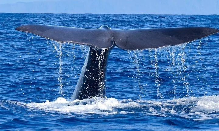 Whale and Dolphin Watching Tour - Funchal