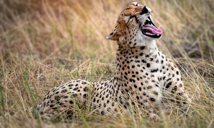3 Days 2 Nights Safari Adventure in Nairobi