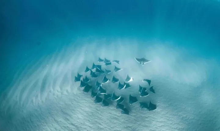 Mobula Ray Snorkeling