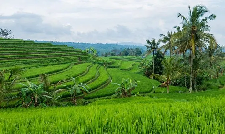 Jatiluwih Rice Terrace - World Culture Heritage from UNESCO Tour