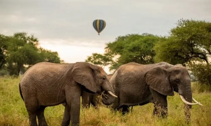 Nature's Canvas, 2 Day Safari to Tarangire & Ngorongoro Crater