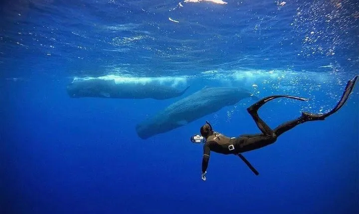 Snorkeling with Whales in Mirissa