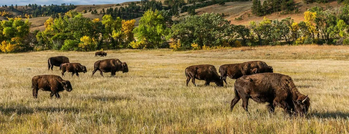 Self-Guided Driving Audio Tour Bundle to Explore Dakota
