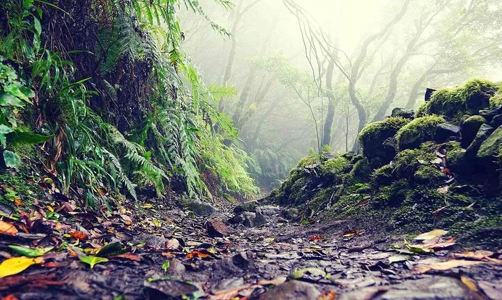 Wonderful hike through the Magic Forest of Tenerife