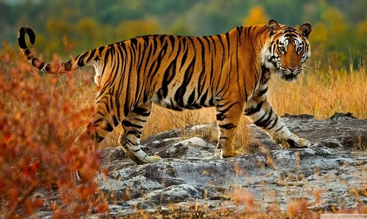 Private 5-Day Tiger Safari and Golden Triangle Tour from Delhi