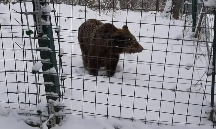 Private 2Day Tour from Bucharest to Brasov Peles & Bran Castles + Bear Sanctuary
