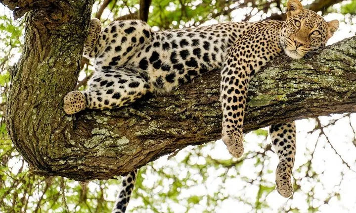 5 Day Private Midrange Safari in Tanzania