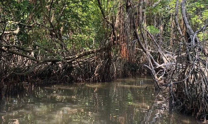 Mangrove Adventure
