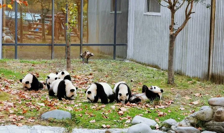 Private Day Tour: Chengdu Panda Breeding Base and Sanxingdui Museum