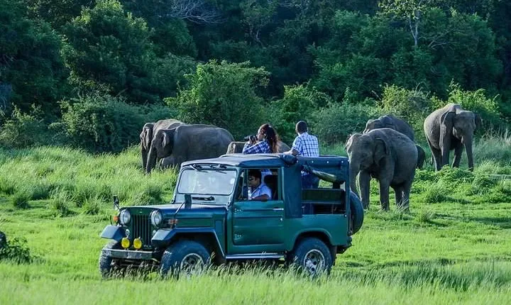 Udawalawe Safari DayTrip frm Bentota/Kalutara/Ahungalla/Hikkaduwa