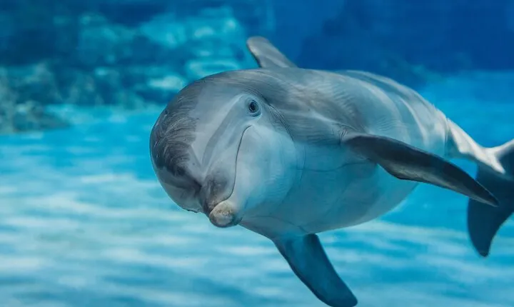 Swimming with Dolphin VIP Snorkeling Sea Trip With Lunch and Transfer - Hurghada