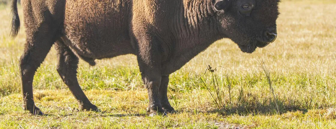 Central Florida Everglades and Safari Park tour