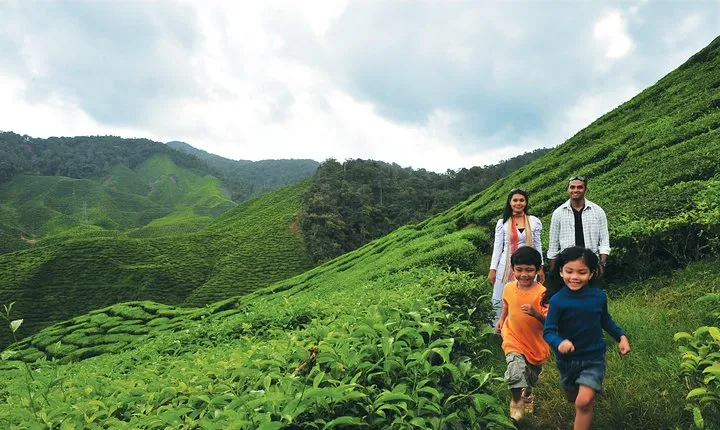 Cameron Highlands Full Day Tour (pick up from Kuala Lumpur)