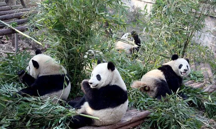 10-Day China Tour to Beijing, Xian, Chengdu and Shanghai