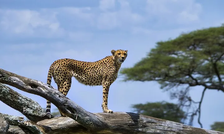5 Day Serengeti to Ngorongoro Tanzanian Safari Tour