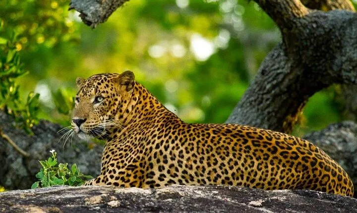 2 Day Private Tour of Yala wild Safari & Galle Sightseeing - All Inclusive