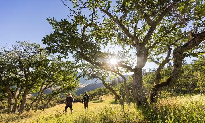 Walking safari & game drive Day trip in Arusha National park