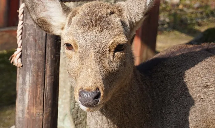 Nara Todaiji Lazy Bird Walking Tour
