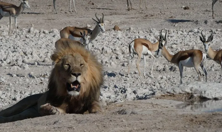 3 Day Desert Trail: Central Kalahari Game Reserve - WildCamping Safari
