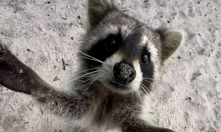 Raccoon Island Boat Tour - Indian Creek, Sanbar and Raccoons