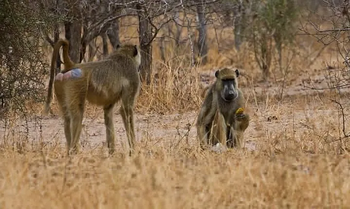 2 Day: Tarangire and Ngorongoro Crater