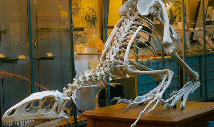 Natural History Museum London Private Guided Tour