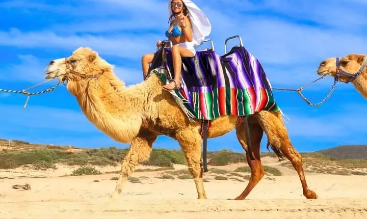 Combo Camel Beach Ride and UTV 4X4 Cabo Adventure, Tequila &