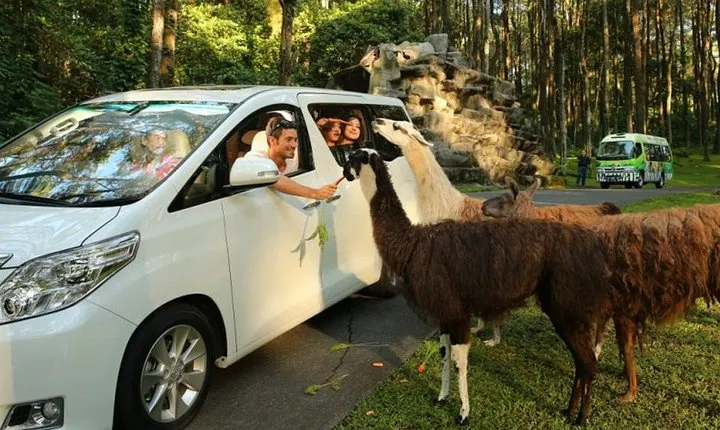 Private Tour To Safari Park & Waterfall (From Surabaya/Malang)