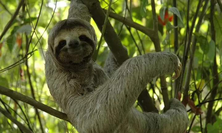 Puerto Limon Sloth Lovers and Tortuguero Canal Adventure