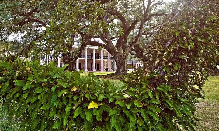 N’awlins Luxury: Oak Alley Plantation & Pontoon Swamp Tour w/Transportation