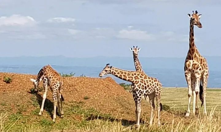 5 Days Uganda Wildlife Tour & Chimpanzee Habituation Experience