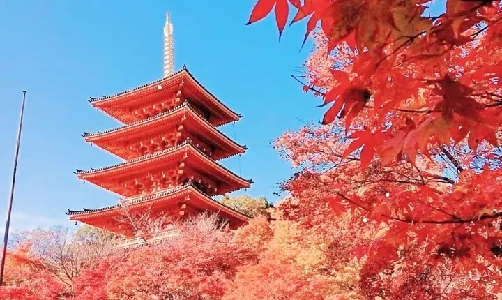 Osaka/Kyoto: Amanohashidate, Ine Bay & Nariaiji Bus Tour w/ Lunch