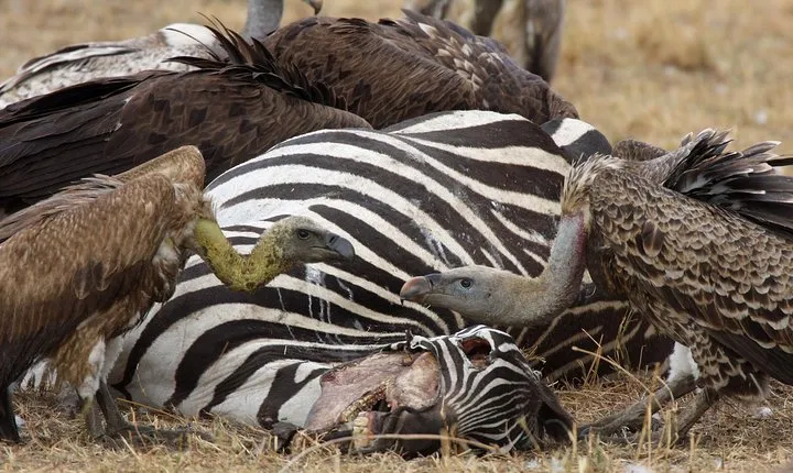 4 Day Serengeti and Ngorongoro crater