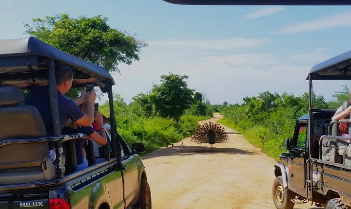 Full-Day Guided Udawalawe National Park Tour from Waskaduwa