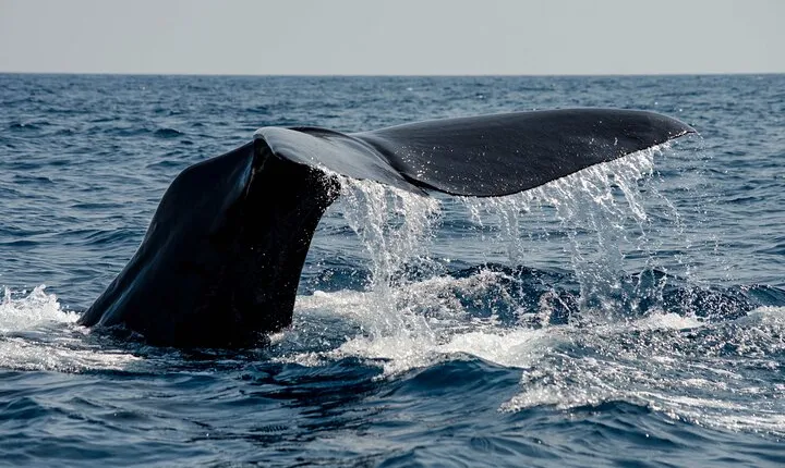 Whale safari with Puffins and Muffins (Andøy, Vesterålen)
