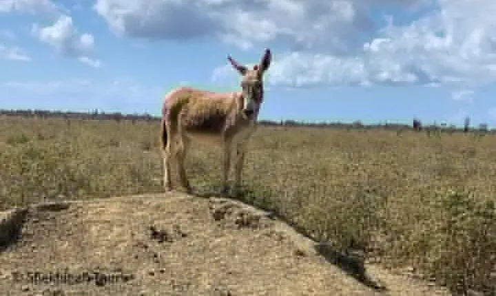 Donkey Sanctuary Tour with a Local Guide