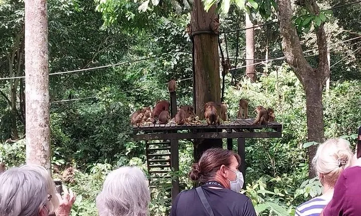 Full-Day Sepilok Orangutan and Sandakan City Trail from Kota Kinabalu
