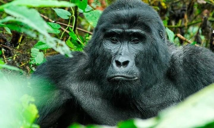 3-Day Gorilla Trekking Safari in Uganda