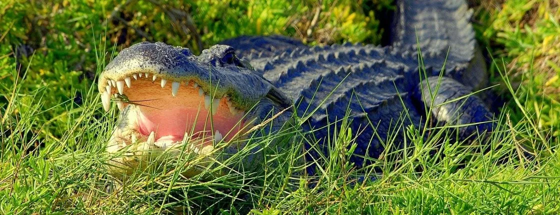 Ultimate Wild Florida adventure package