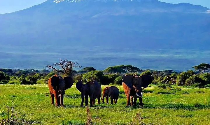 3 Days Amboseli by Flight from Mombasa / Diani (min 2 persons)