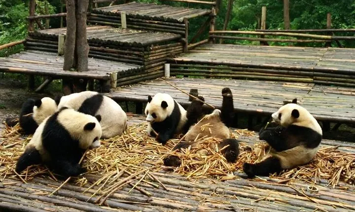 All Inclusive Boutique Tour of Chengdu Highlights