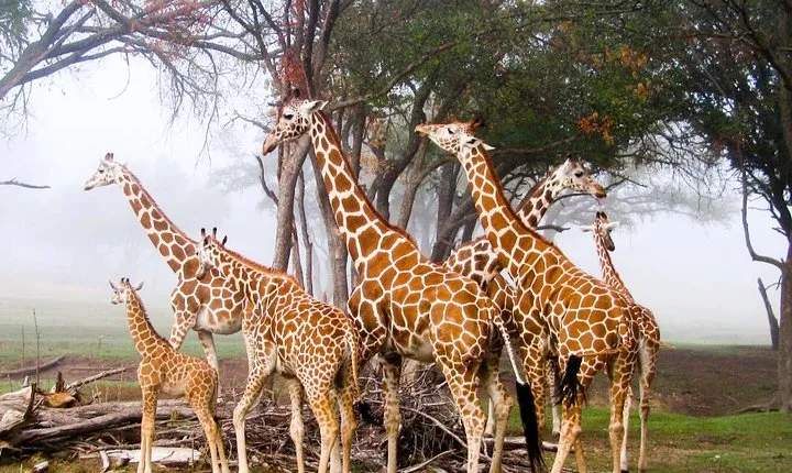 Giraffe Centre, Elephant Orphanage, National Museum & Beads Center