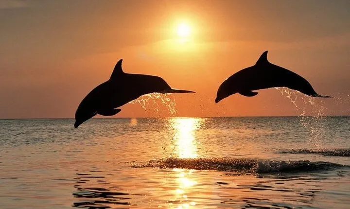 Lovina Watching Dolphin with Sunrise-Snorkeling-Waterfall Tour