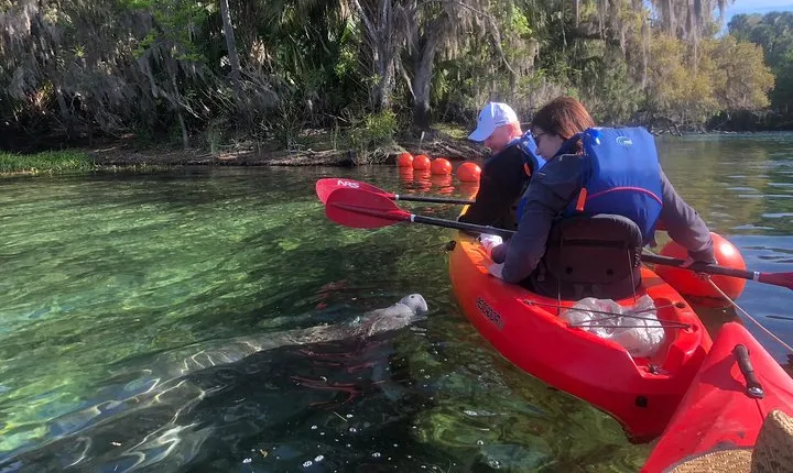 Orlando Manatee Encounters