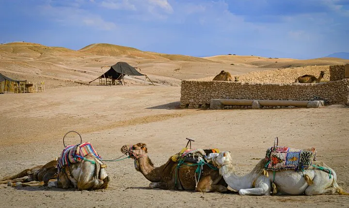 Quad, camel and dinner with show in the desert of Agafay