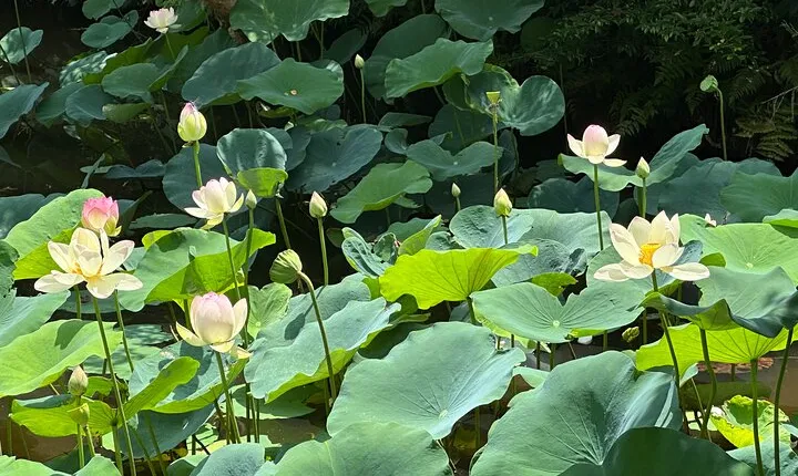 Guided Walking Tour in Kyoto