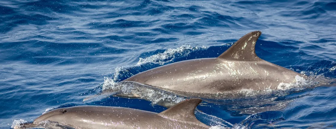 Private Dolphin and Whale Watching Catamaran Cruise with Snorkelling