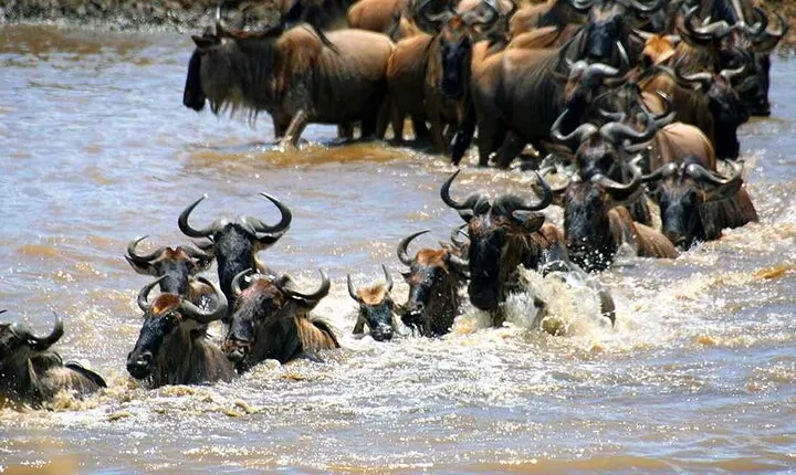 8Day Tanzania Great Migration Budget Safari – Mara River Crossing