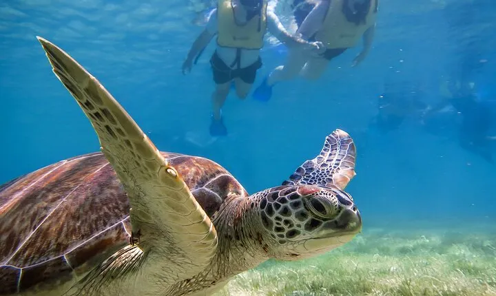 Tulum Ruins, Turtle Sighting and Underground Caves